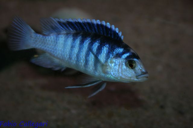 2010323233418_labidochromis chizumulu.JPG